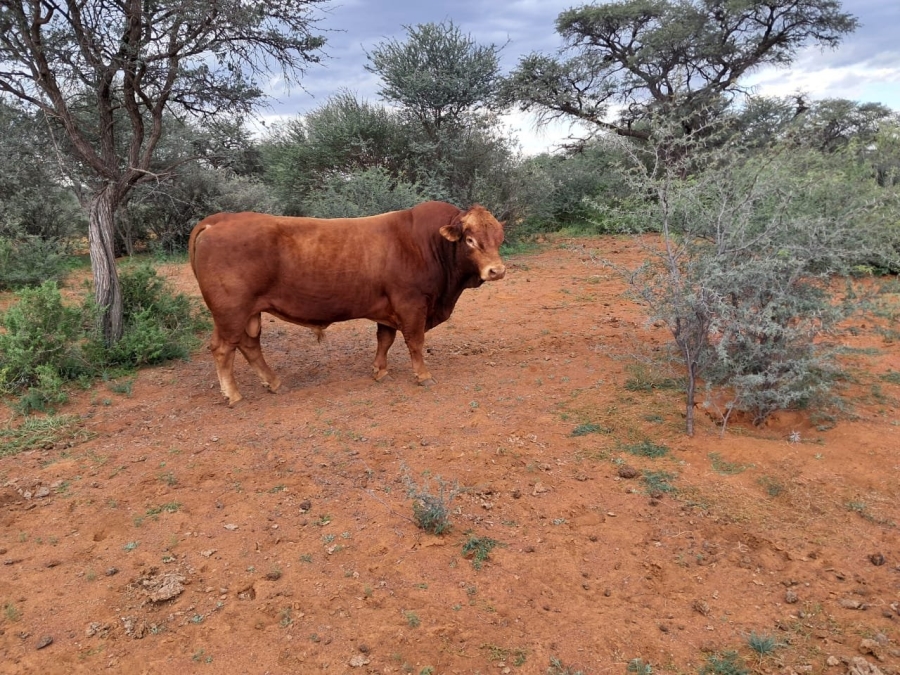 Commercial Property for Sale in Kuruman Northern Cape